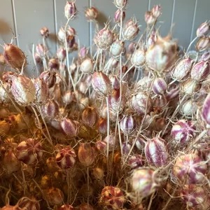 Dried Nigella Seed Pods