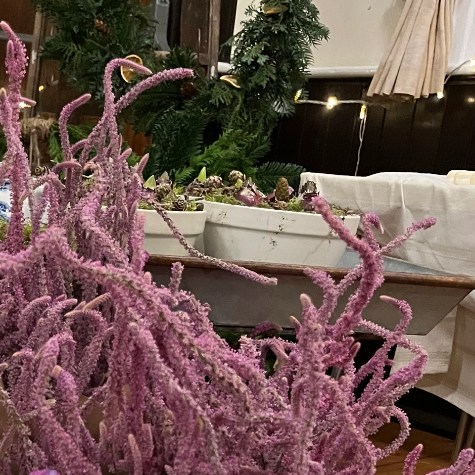Dried Pink Pokers